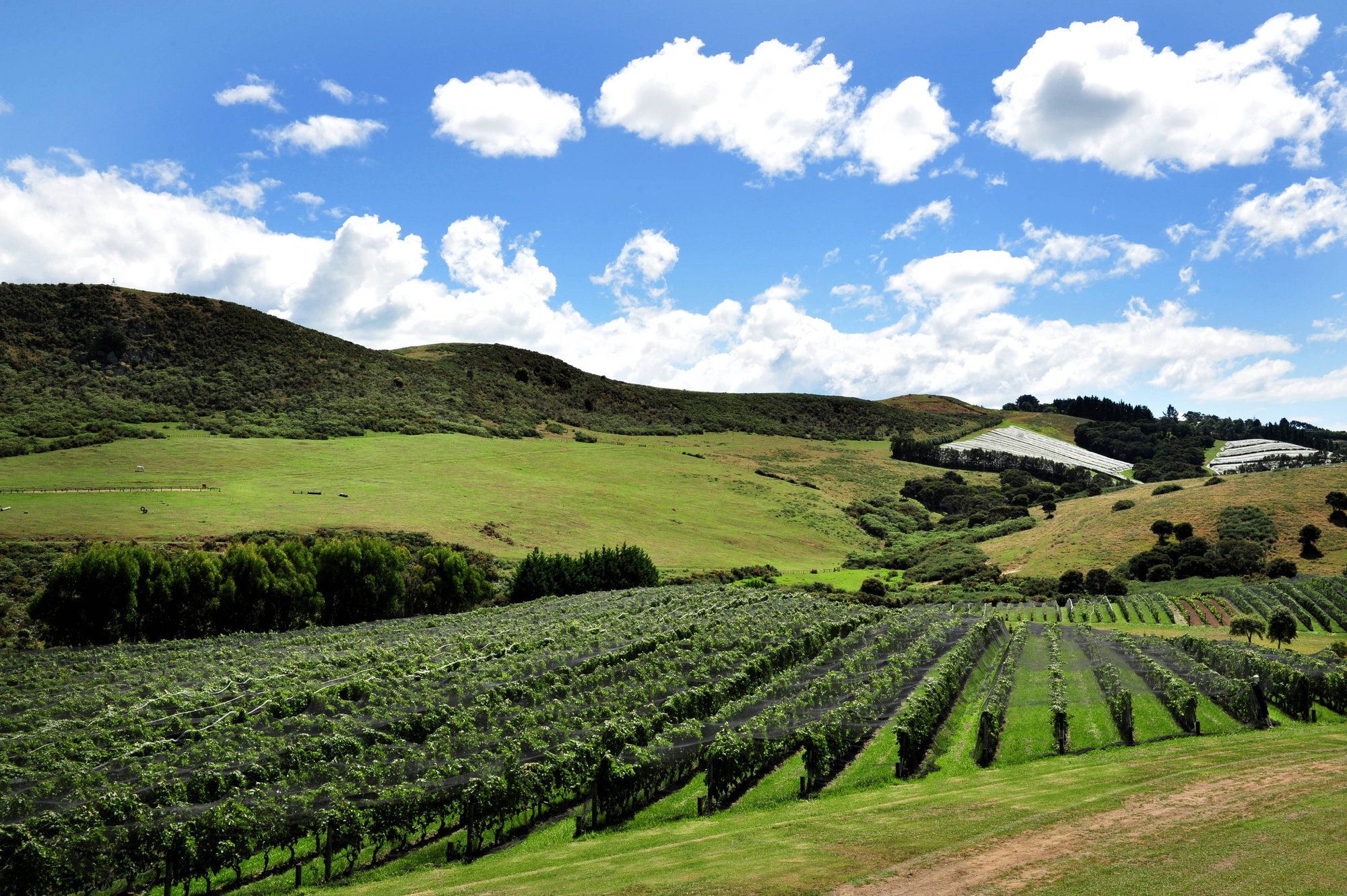 Waiheke Island 