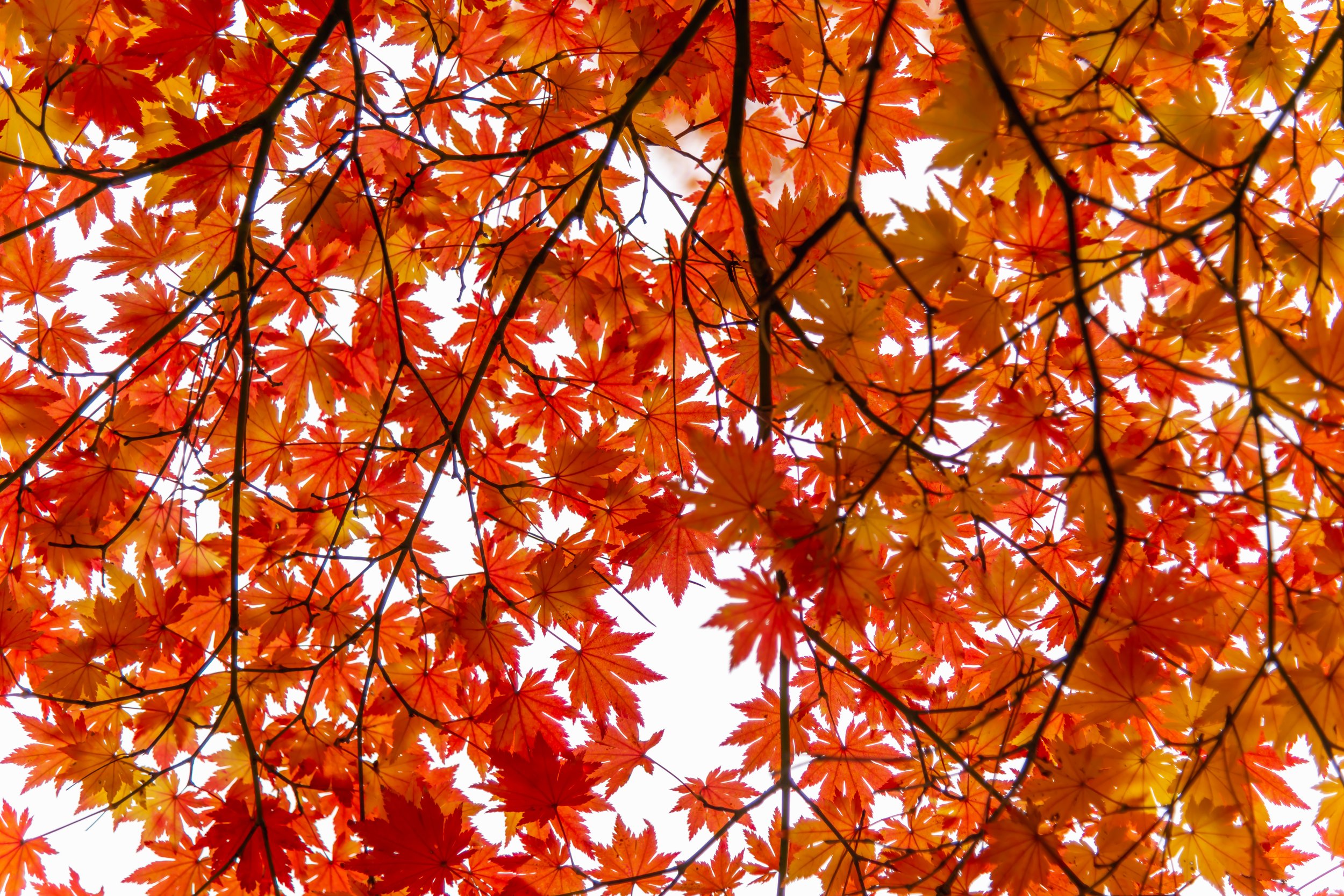 kyushu-in-autumn-2024-on-the-tee-travel