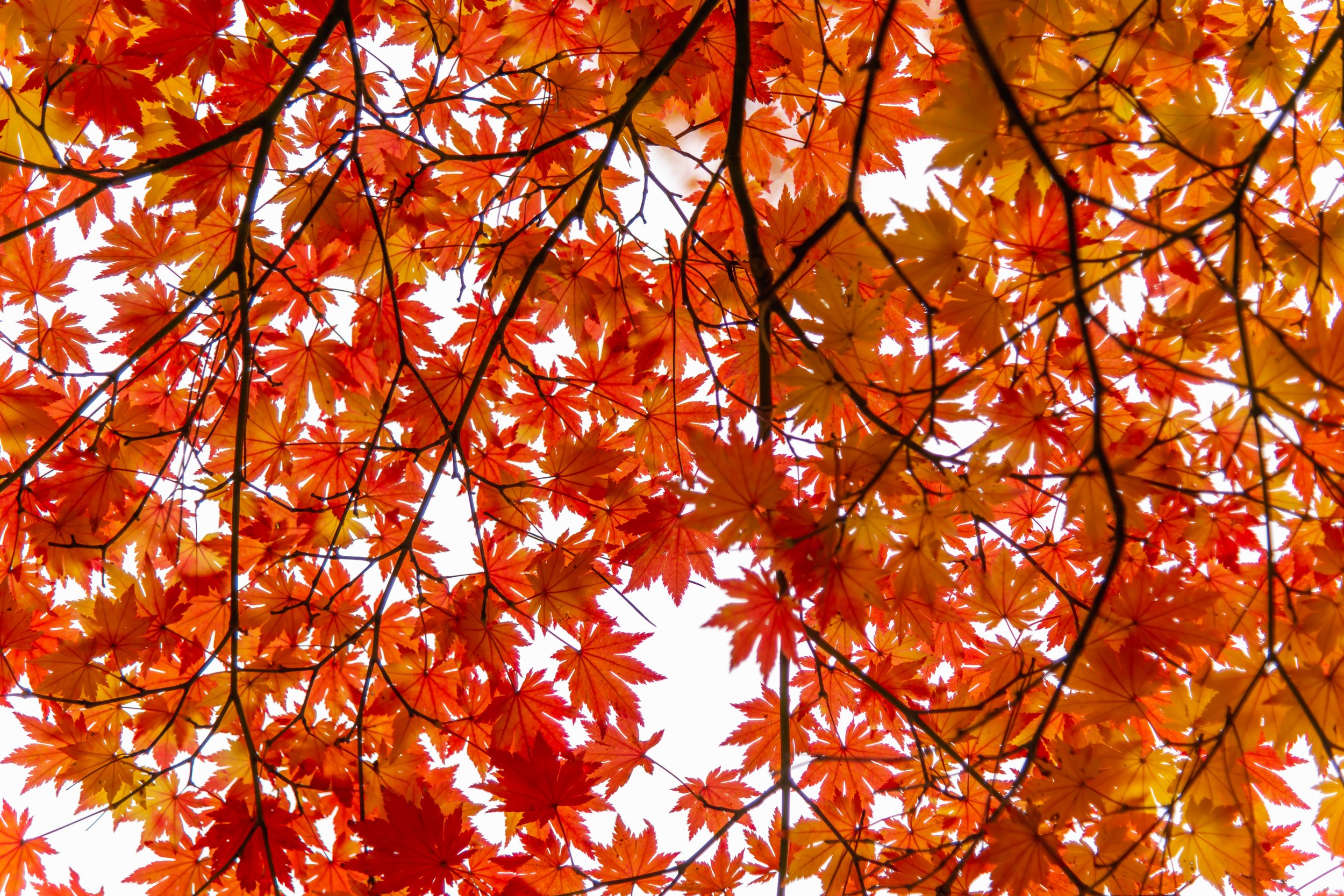 Momiji Leaves.jpg