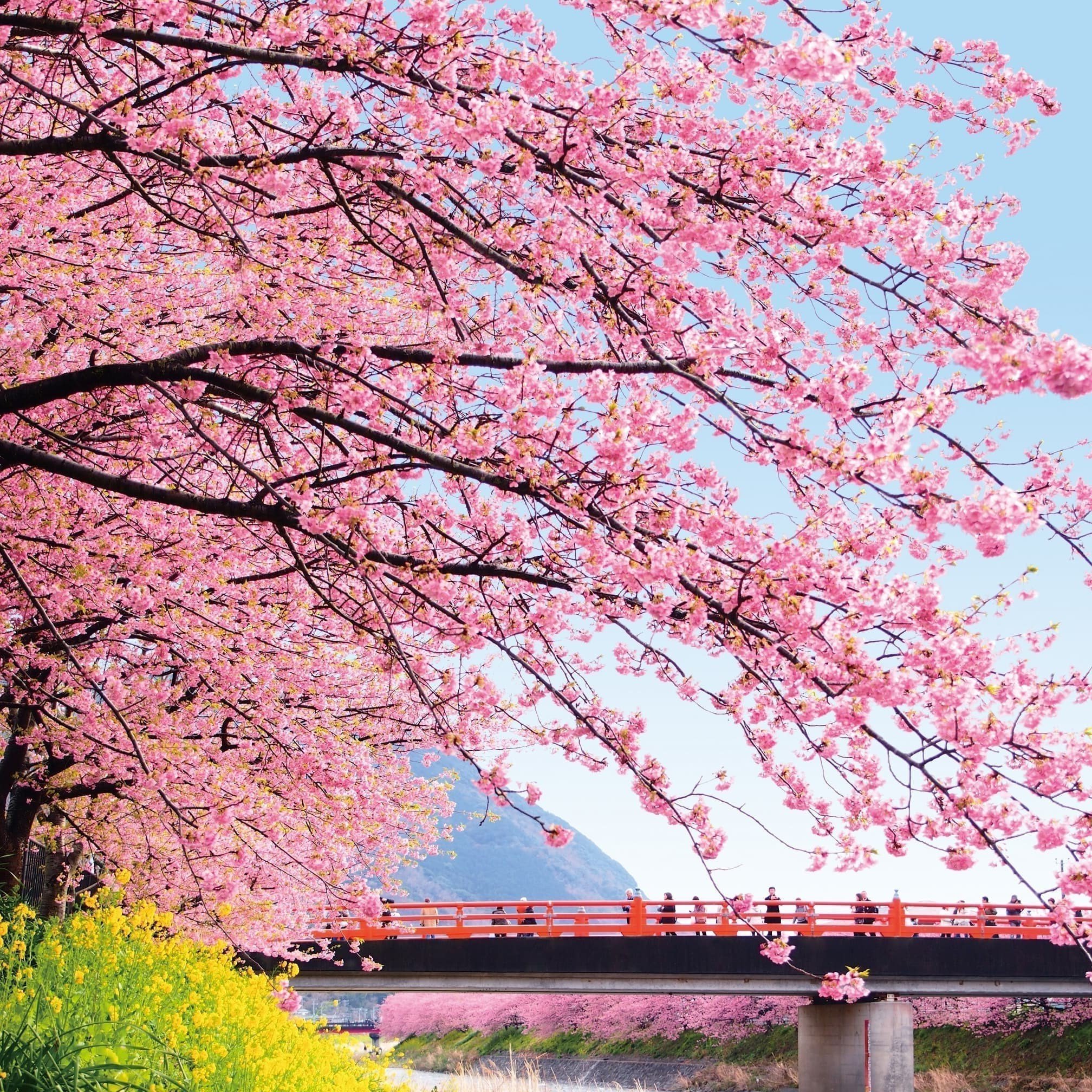 Kawazu Cherry Blossom Festival (Feb 10 to March 10 Evey Year!)rev.jpg