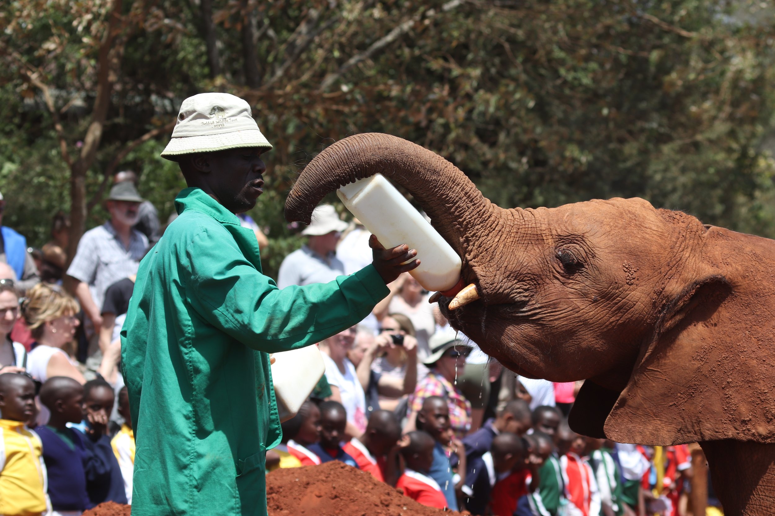 David Sheldricks Elephant Orphanage.jpg