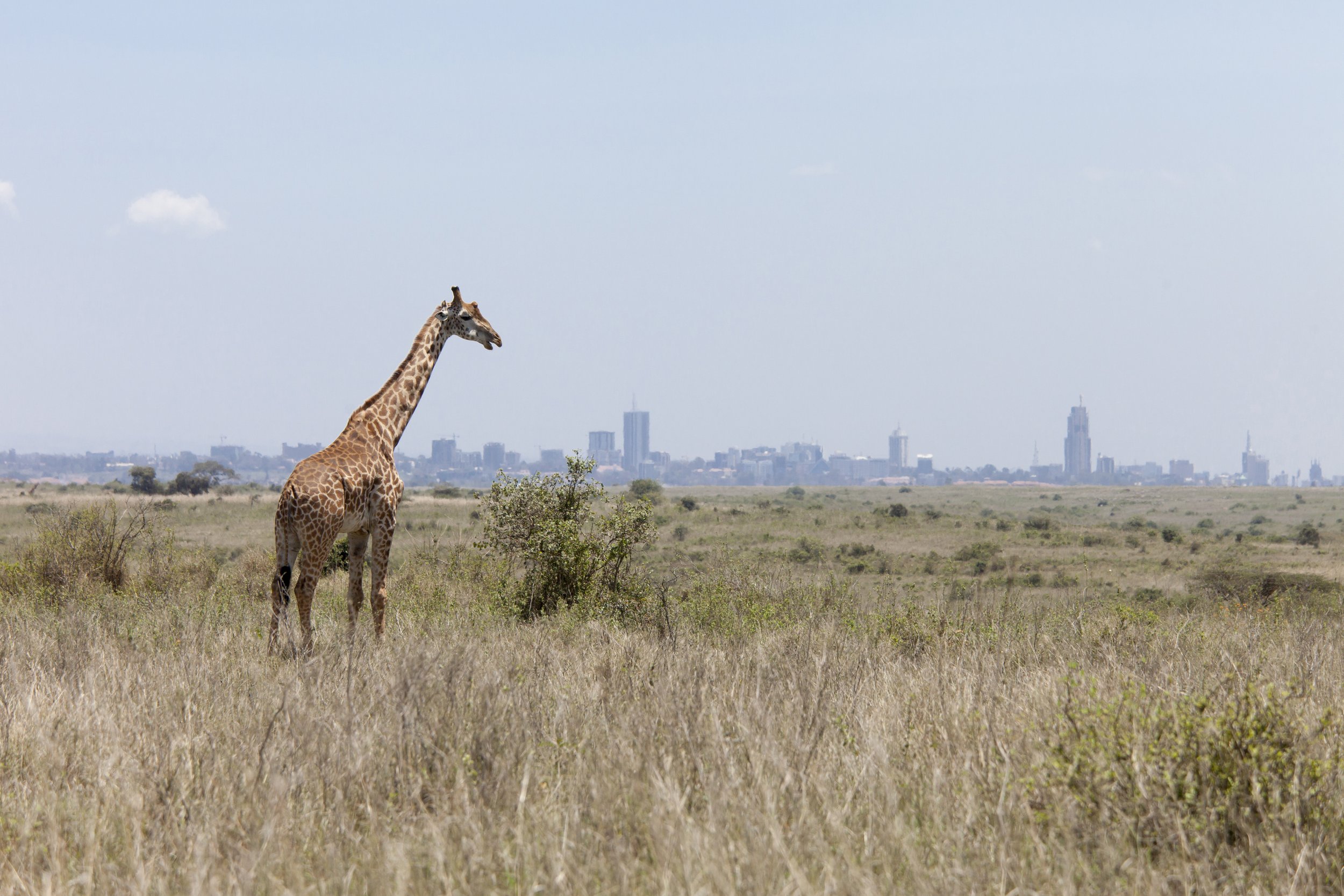 giraffe-with-nairobi-in-background.jpg