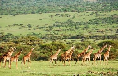 Serengeti 2 8.jpg