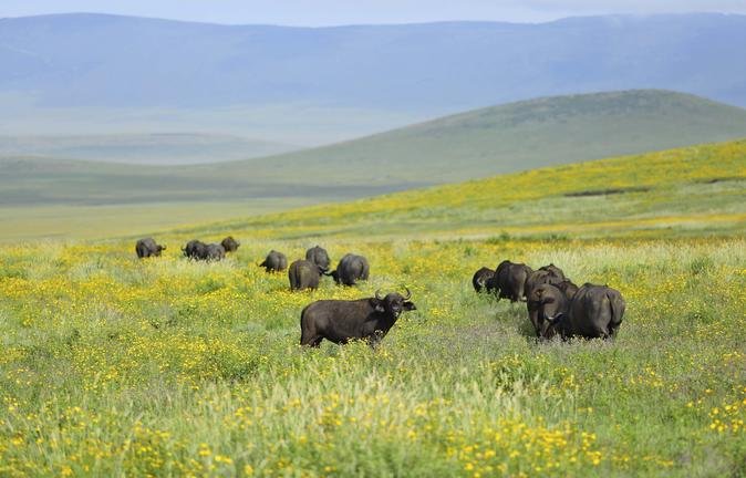 the-highlands-buffalo-in-ngorongoro1.jpg