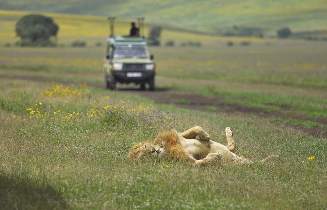 the-highlands-lion-in-ngorongoro1.jpg