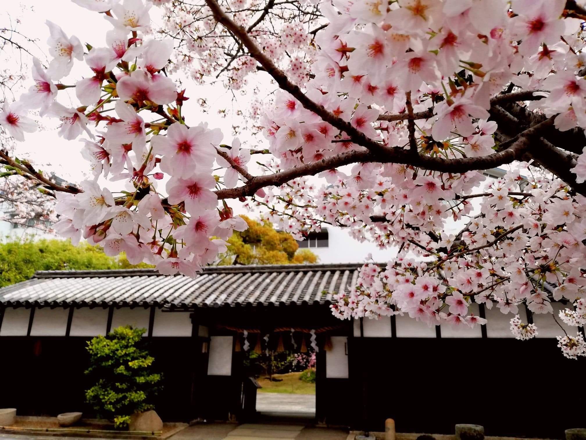 Fukuju Sake Brewery  