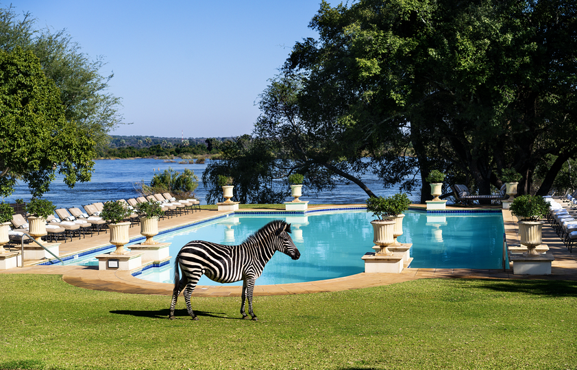 The_Royal_Livingstone_by_Anantara_Pool_view_With_Zebra.png