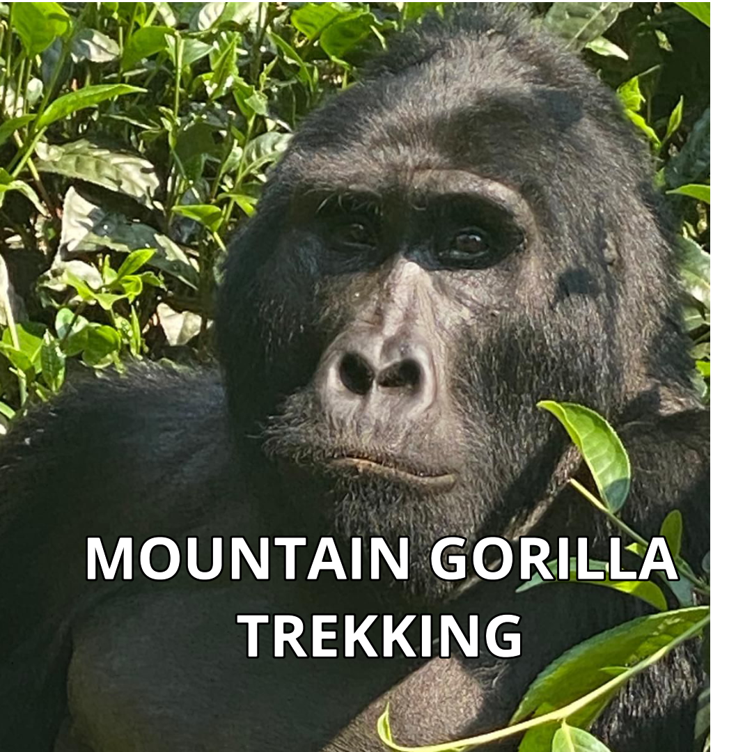 File 3-2-2025, 11 05 33 am.jpeg