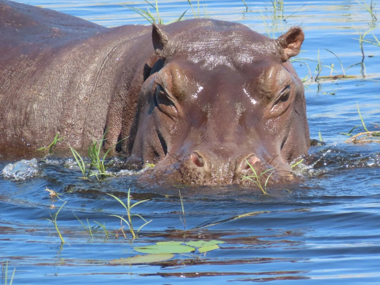 OnTheTee Chobe 05.JPG