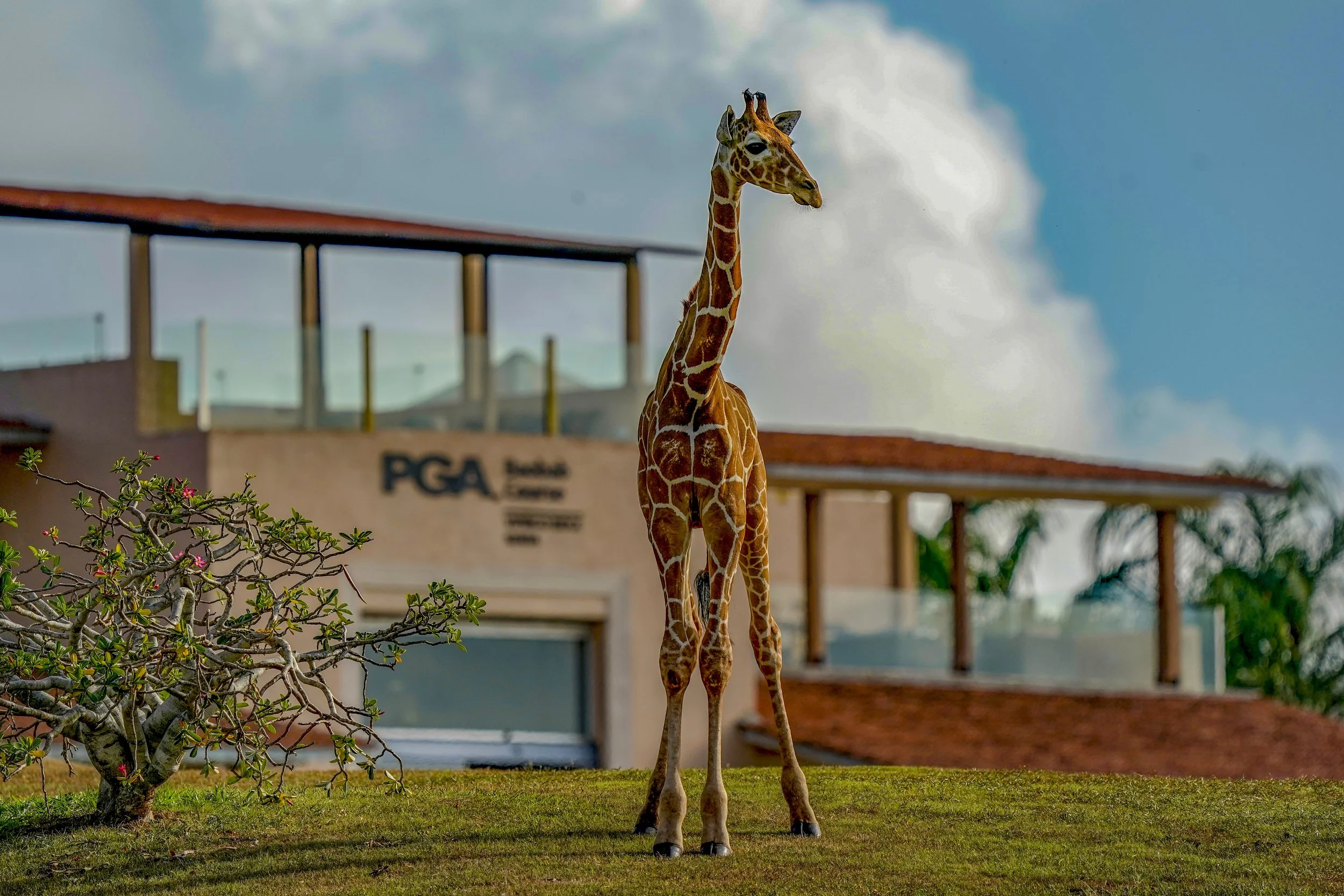Giraffe and Clubhouse.JPG