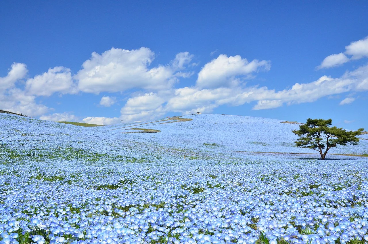 Hitachi Seaside Park_1.jpg