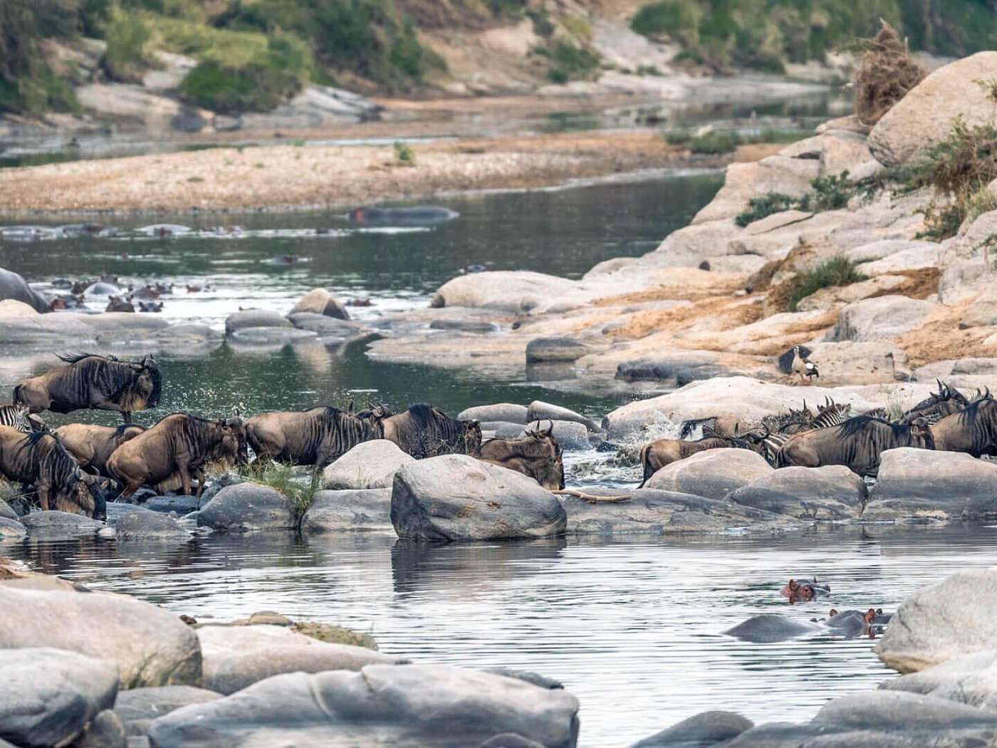 wildebeest-crossing-the.jpg