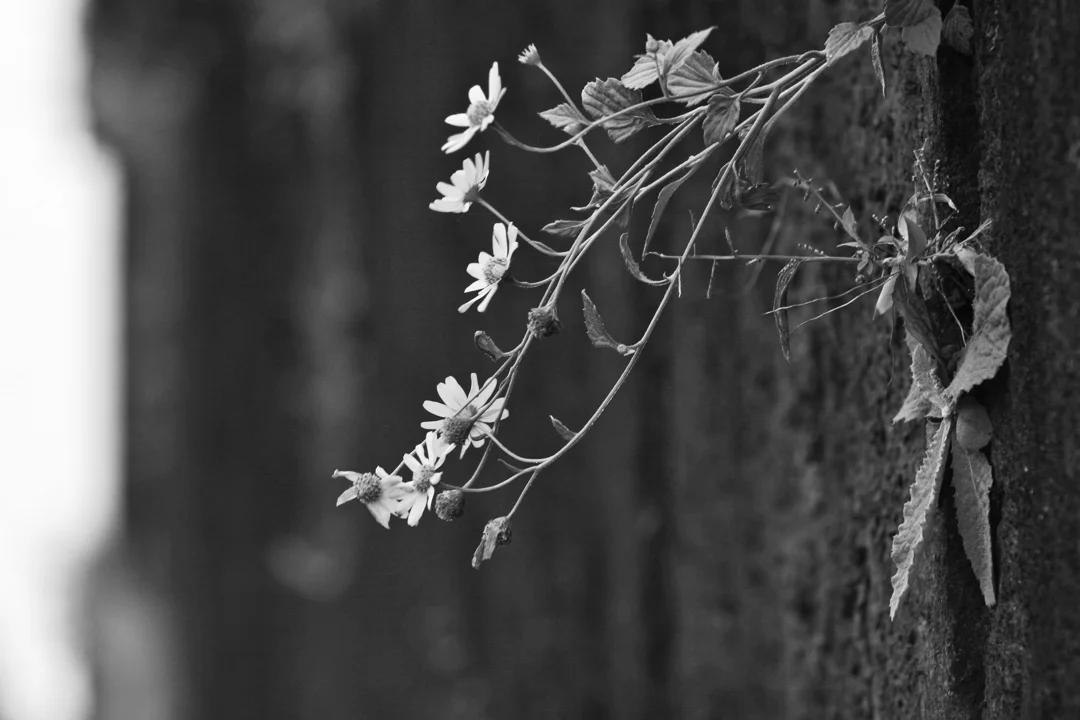 INDIA_2013.537.jpg