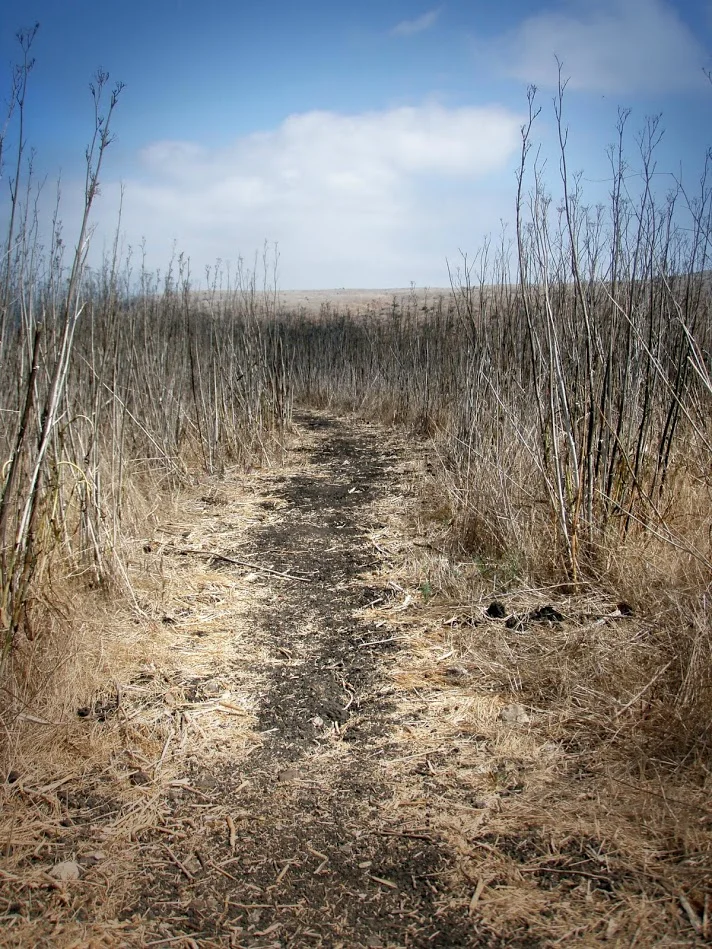 tallgrass.jpg