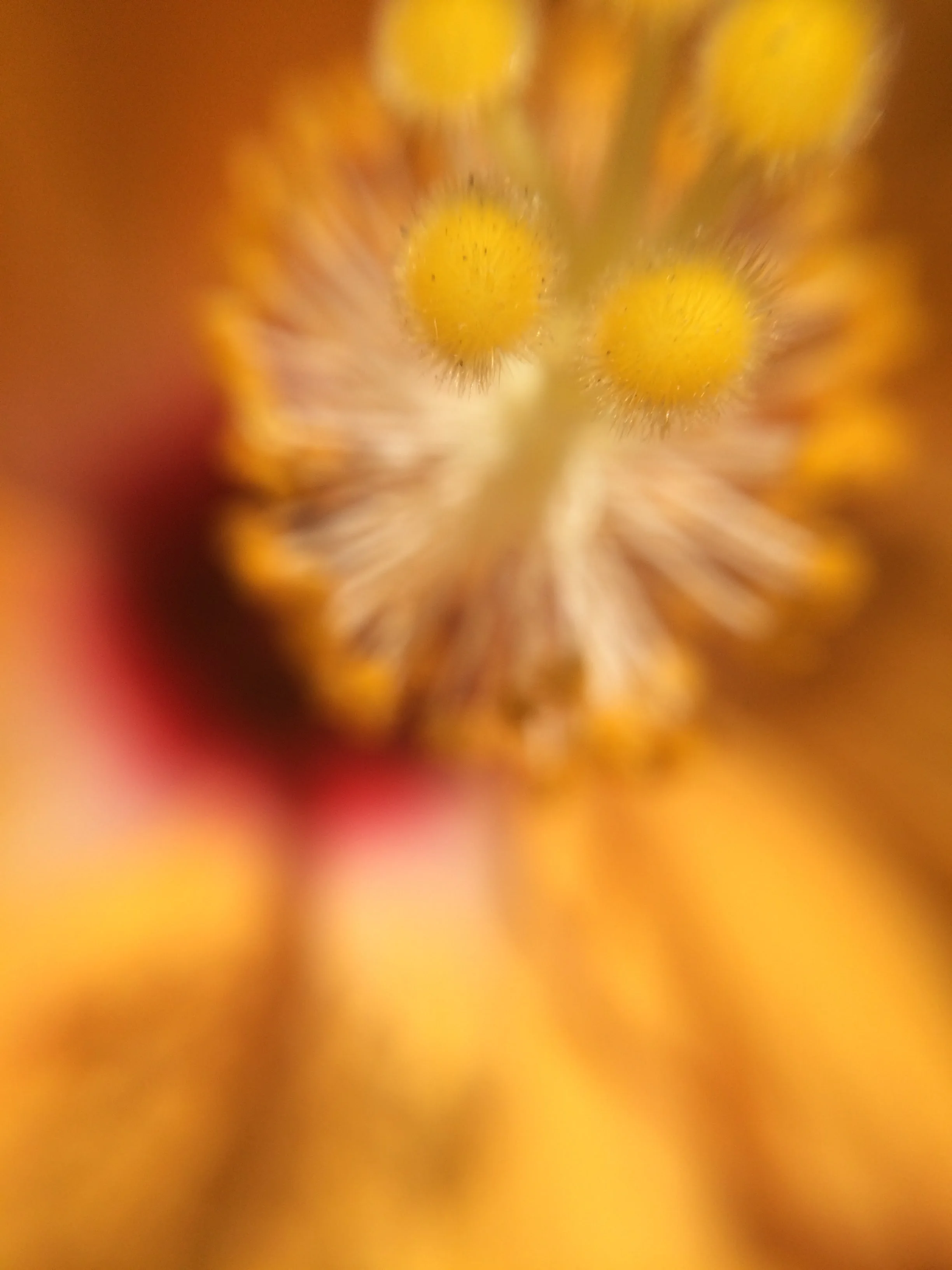 IMG_5399.jpg