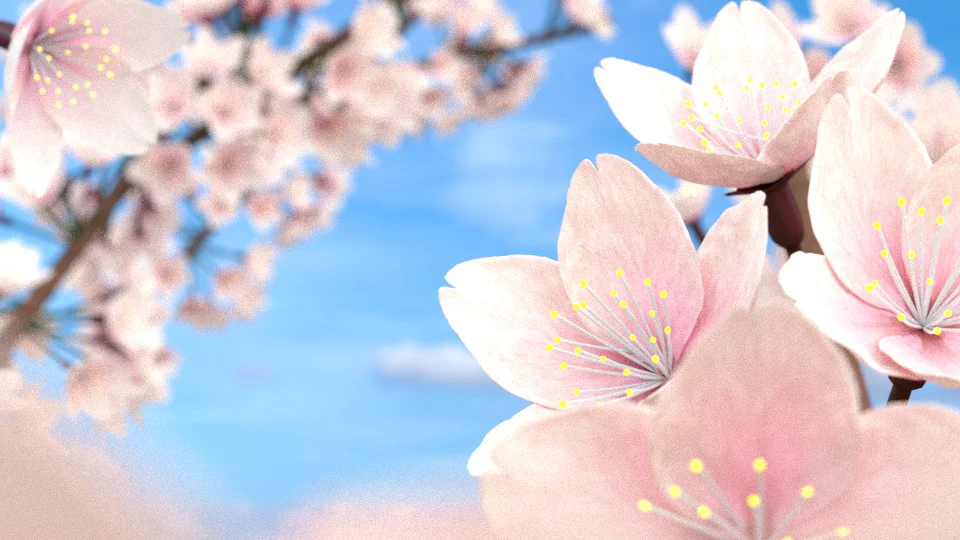 Cherry Blossoms