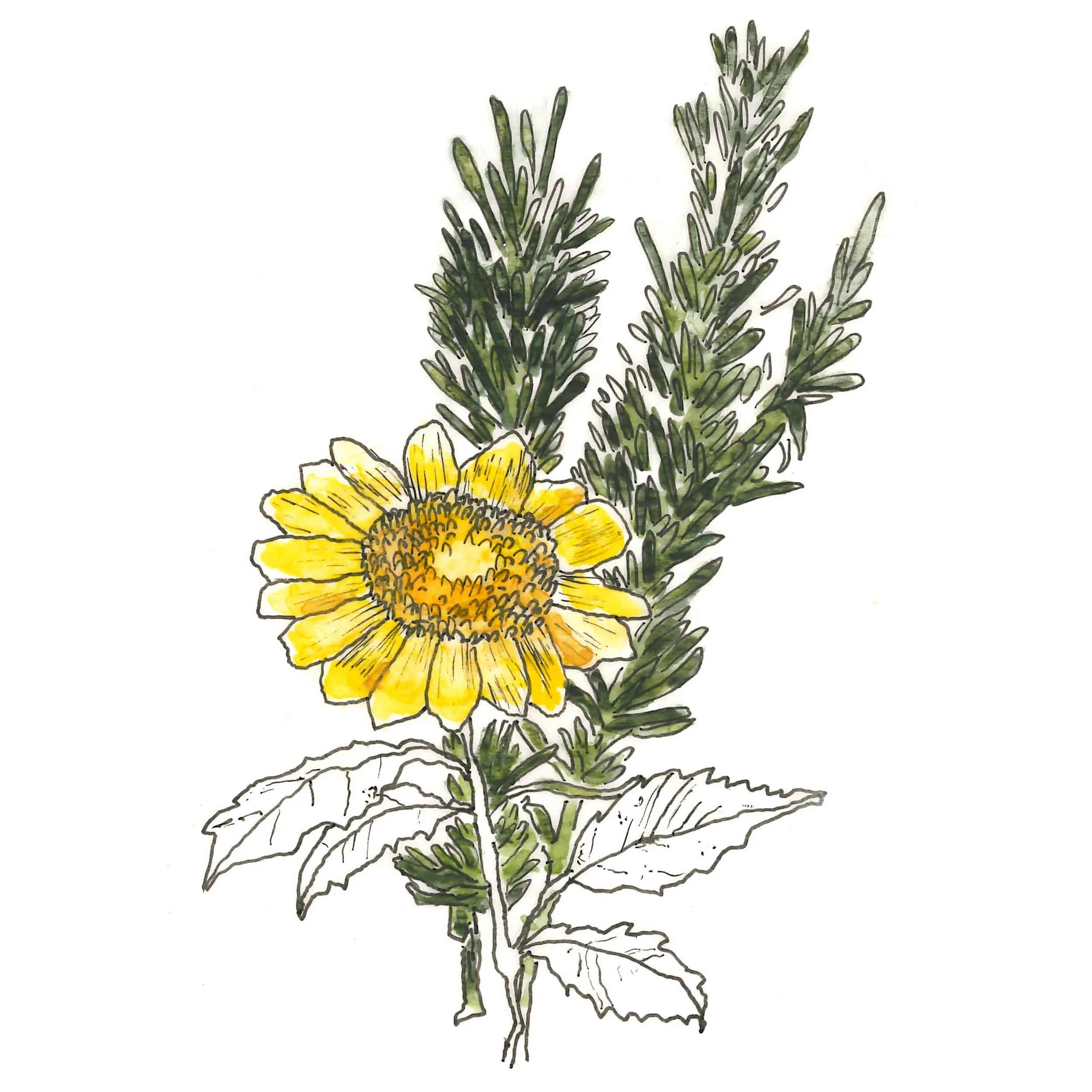 rosemary-extract.jpg
