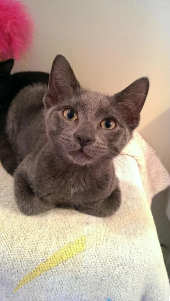 Throwback Thursday... Remembering Charlie ♥