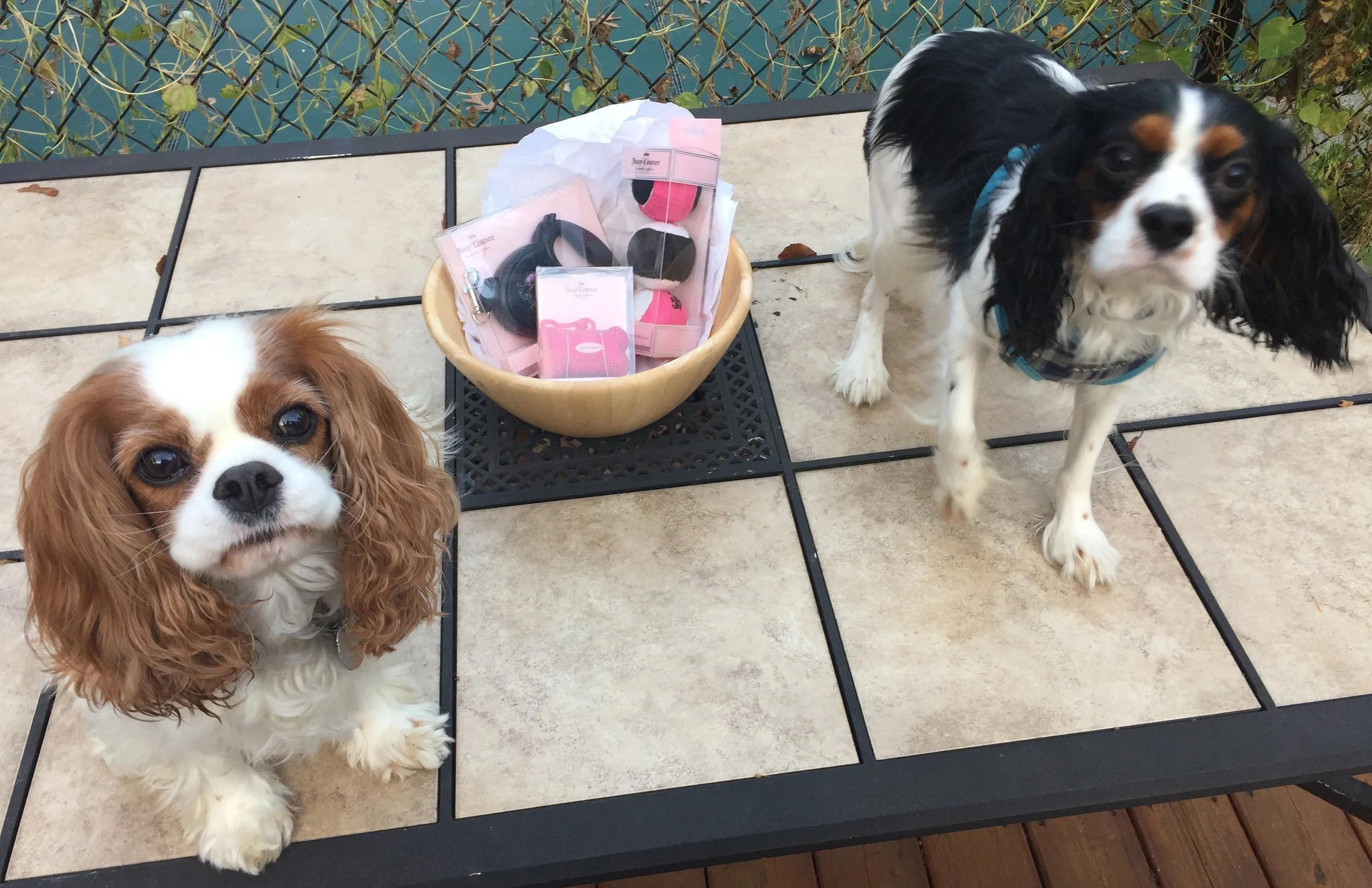 Did I say it was a doggie basket? They loved it!