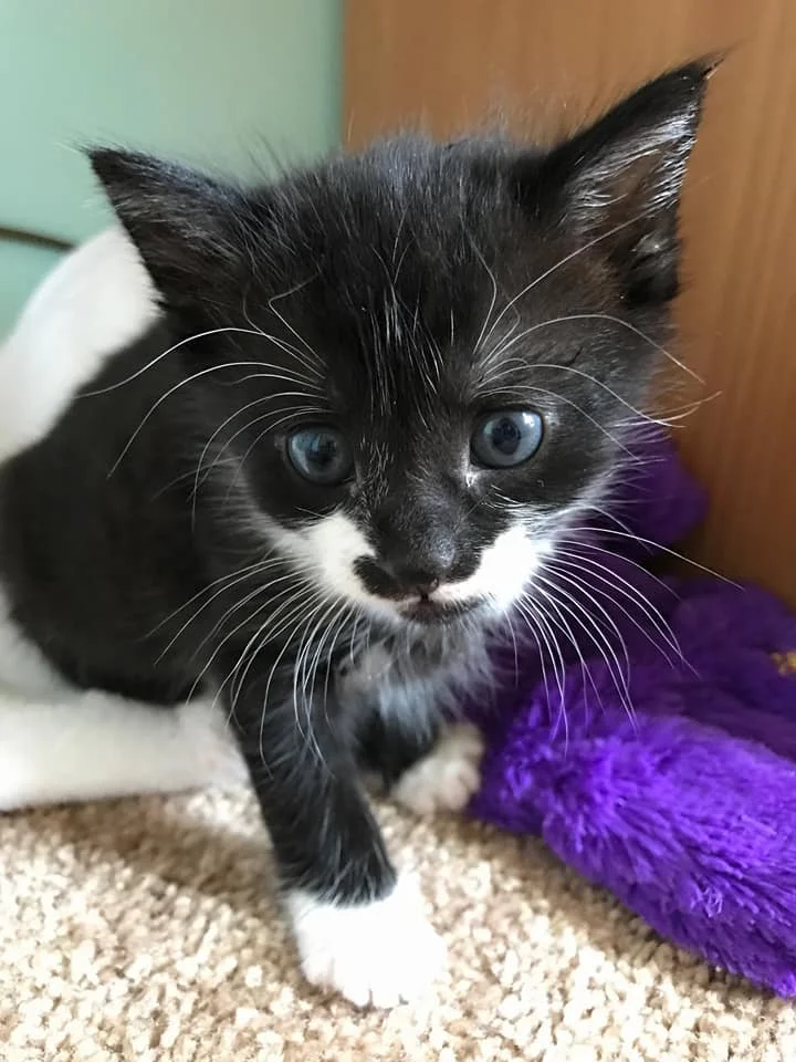 Moonshine - Adopted December 2017