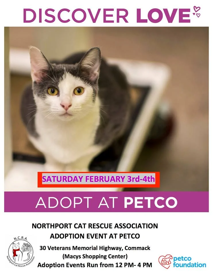 Northport Cat Rescue Adoption Event - Petco - Commack