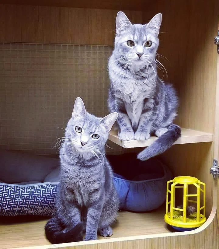 Benjamin Button - Adopted! & Betty
