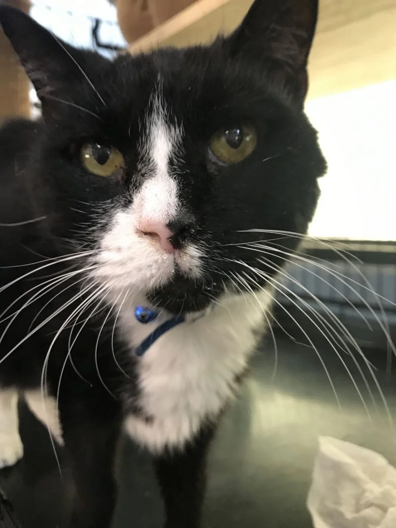 Fat Cat - Adopted July 2018