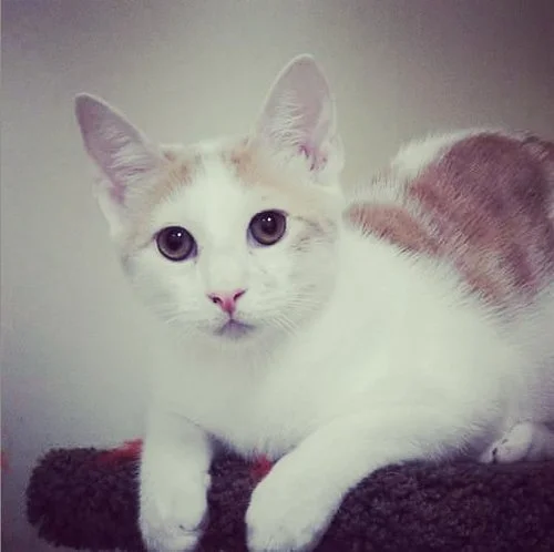 Scottie - Adopted August 2018