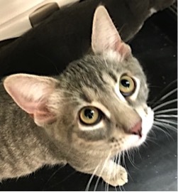 Tic - Adopted September 2018