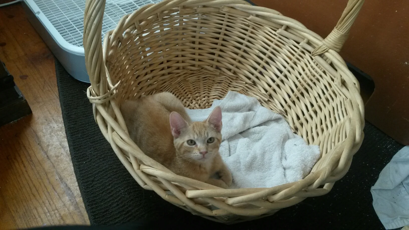 Whisper and Wizard Adopted!