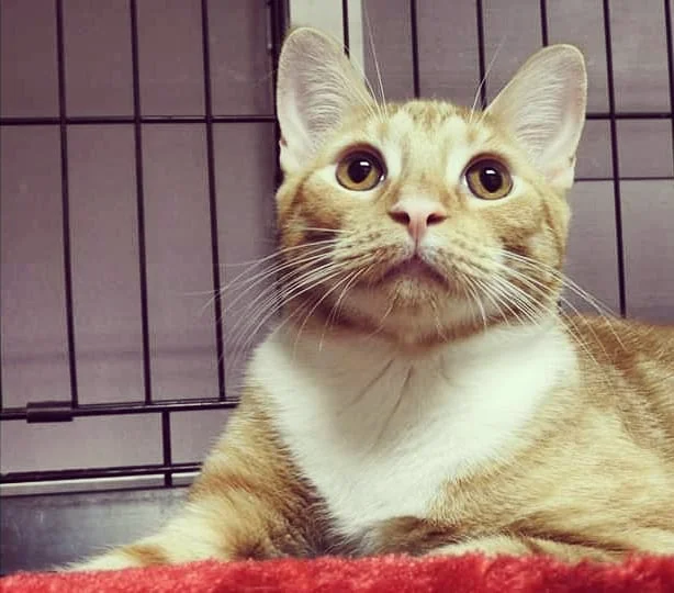 Vapor &amp; Velocity Adopted!!!