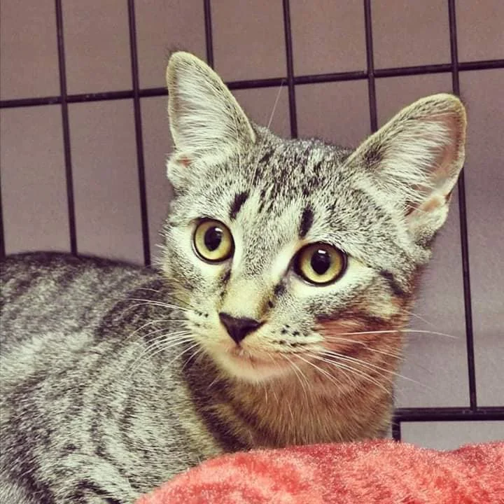 Treasure is Adopted!!!