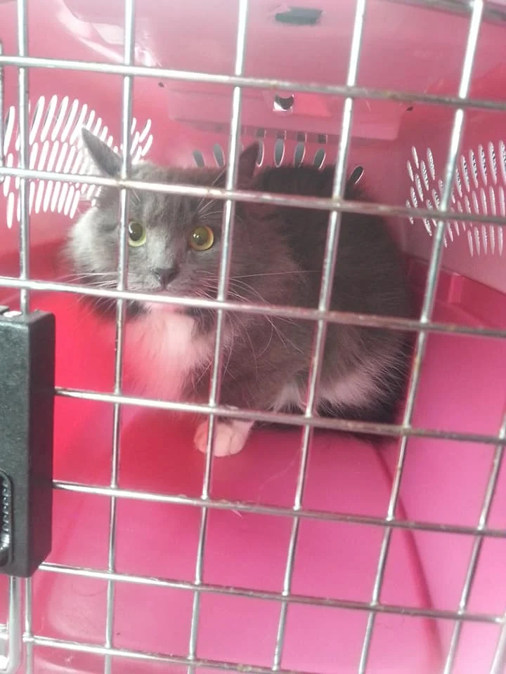 BUN BUN is Adopted!!!