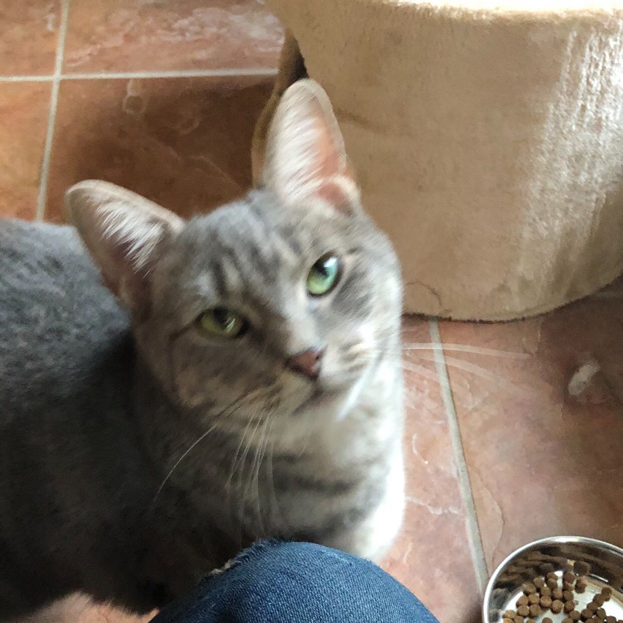 Penny is Doing Great in Foster Home