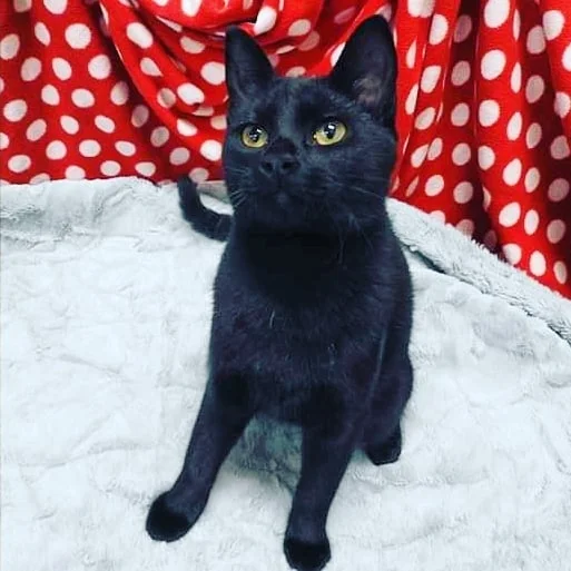 Miss Spitz &amp; Little Jay Adopted!!!