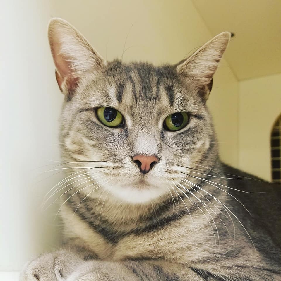 Great News!!! Penny is adopted!!!