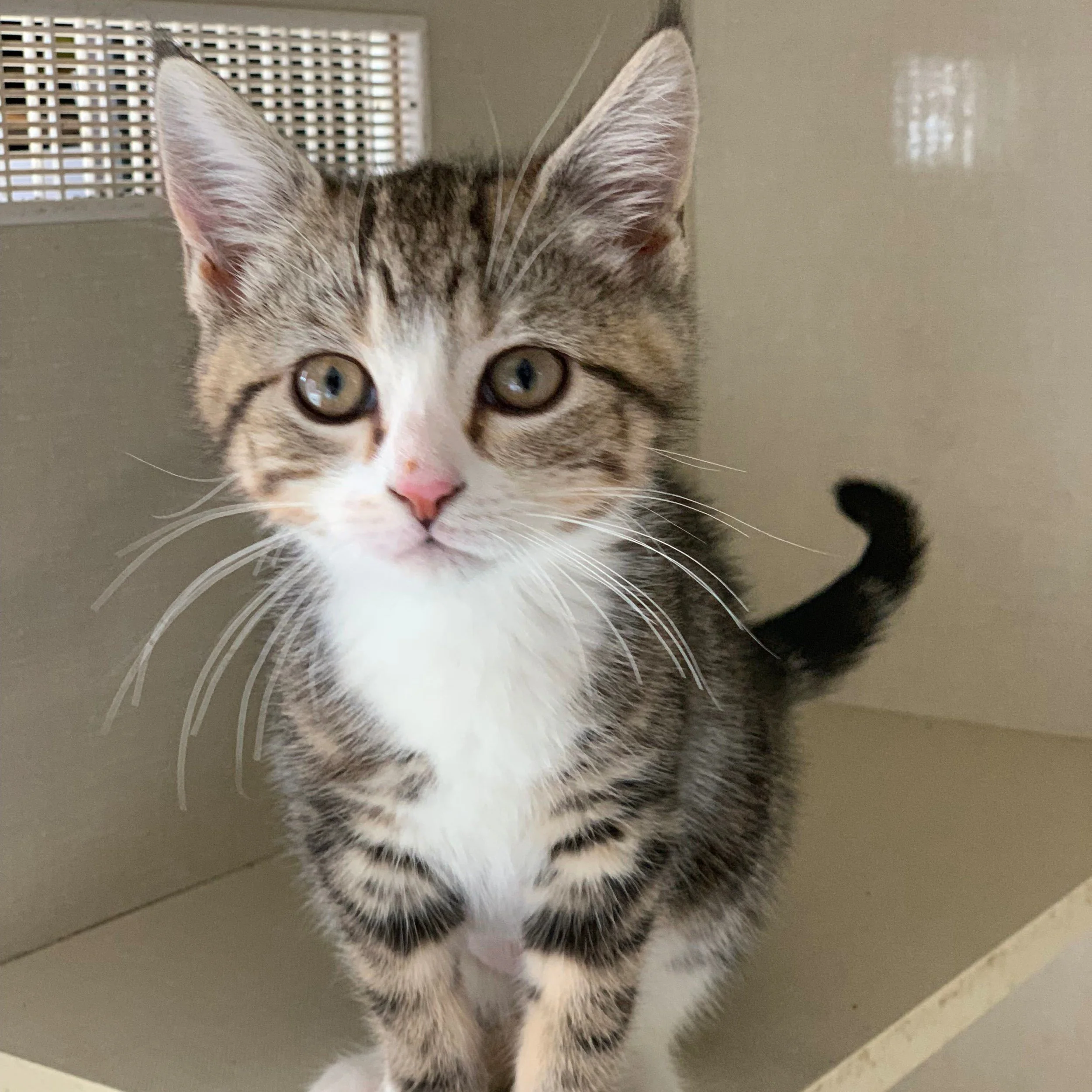 Dasher - Adopted December 2018
