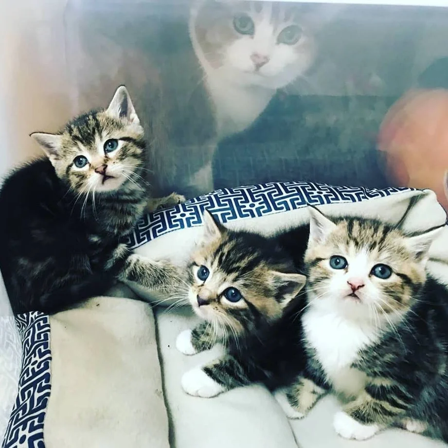 GREAT NEWS!!! Dasher is Adopted!