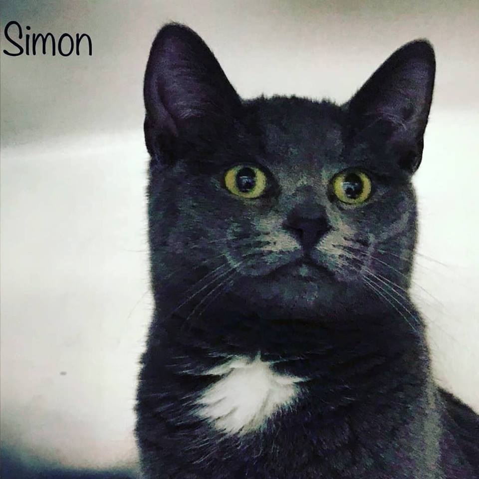 GREAT NEWS!!! Simon &amp; Shadow are Adopted!