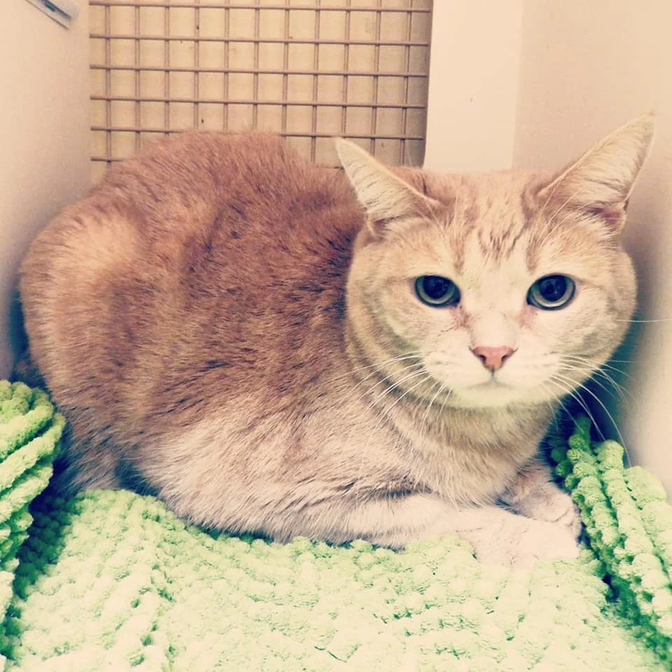 GREAT NEWS!!! SANDY is Adopted!