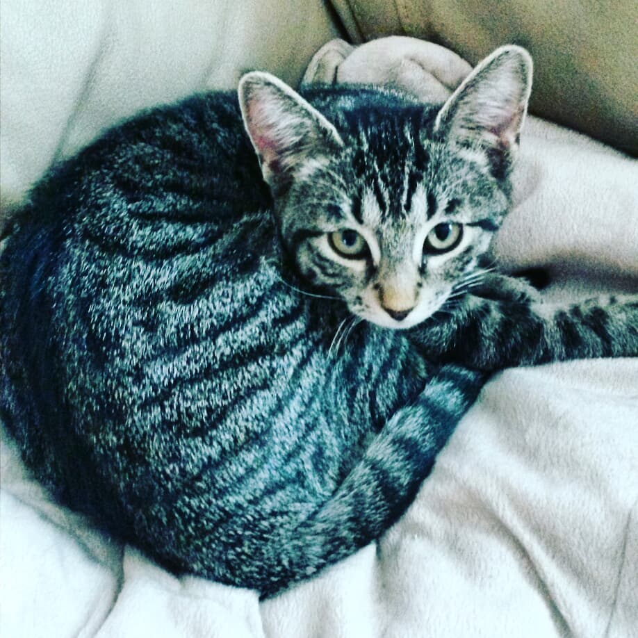 GREAT NEWS!!! Melody is Adopted!