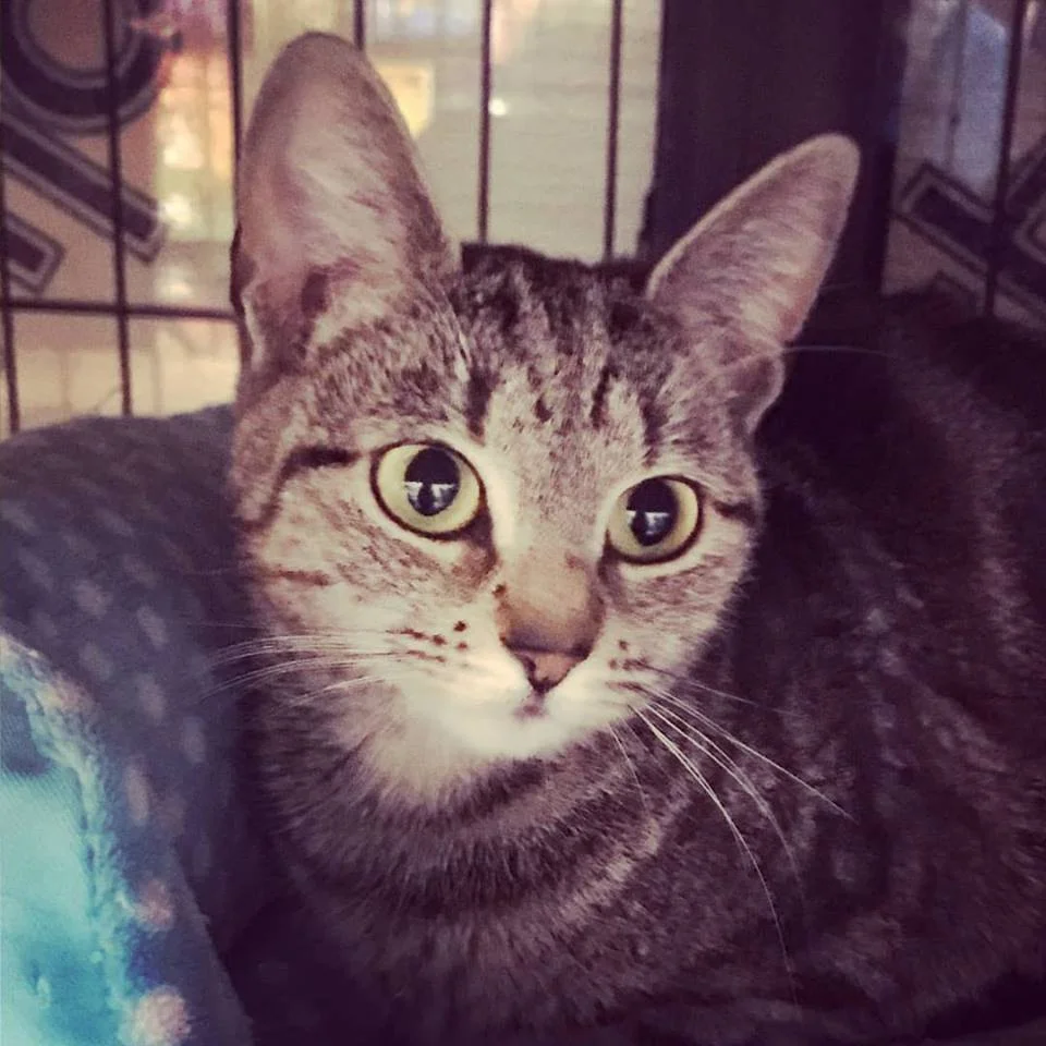 GREAT NEWS!!! Darling is Adopted!