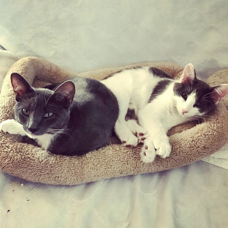 Sully &amp; Dot Adopted January 2019