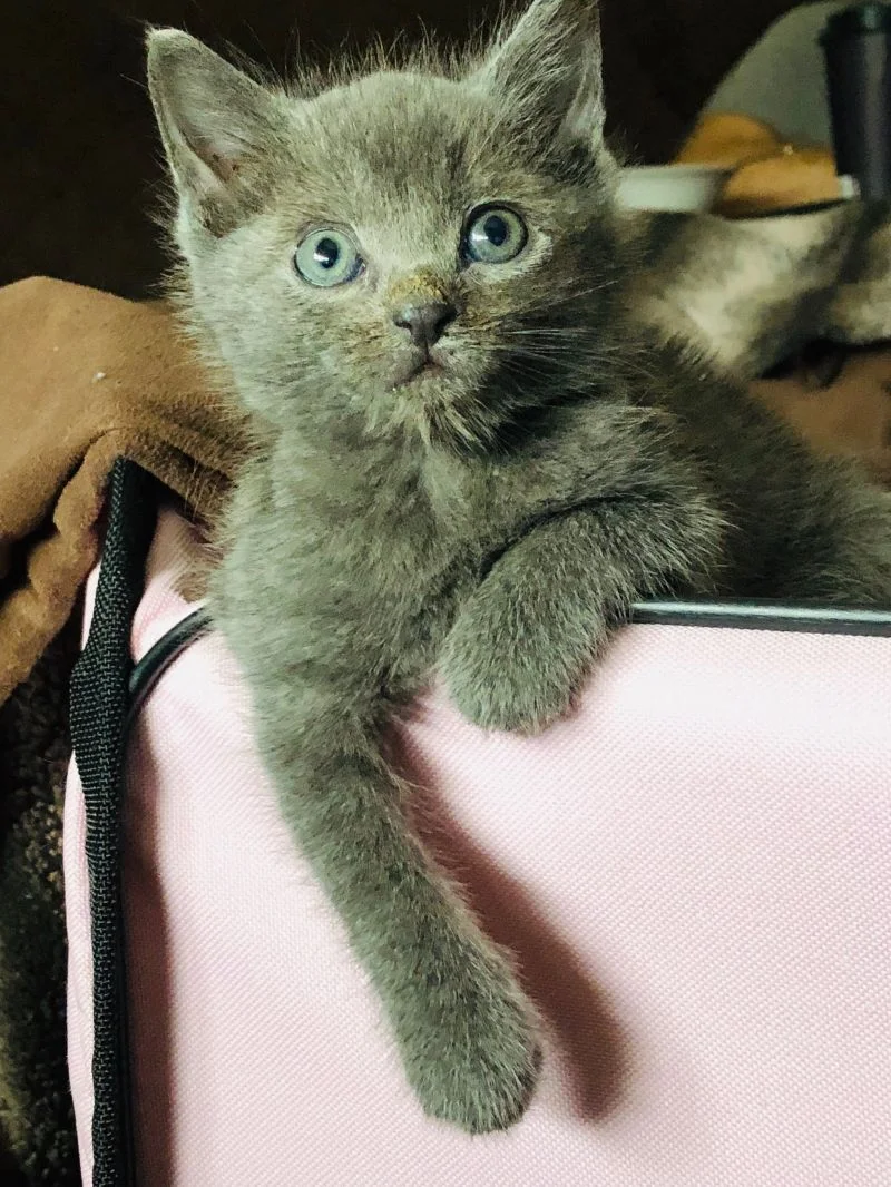 Wilma Adopted February 2019