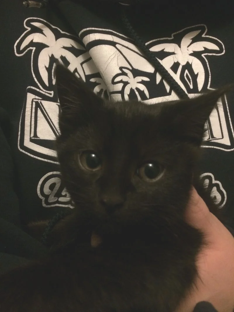 Giannis Adopted February 2019