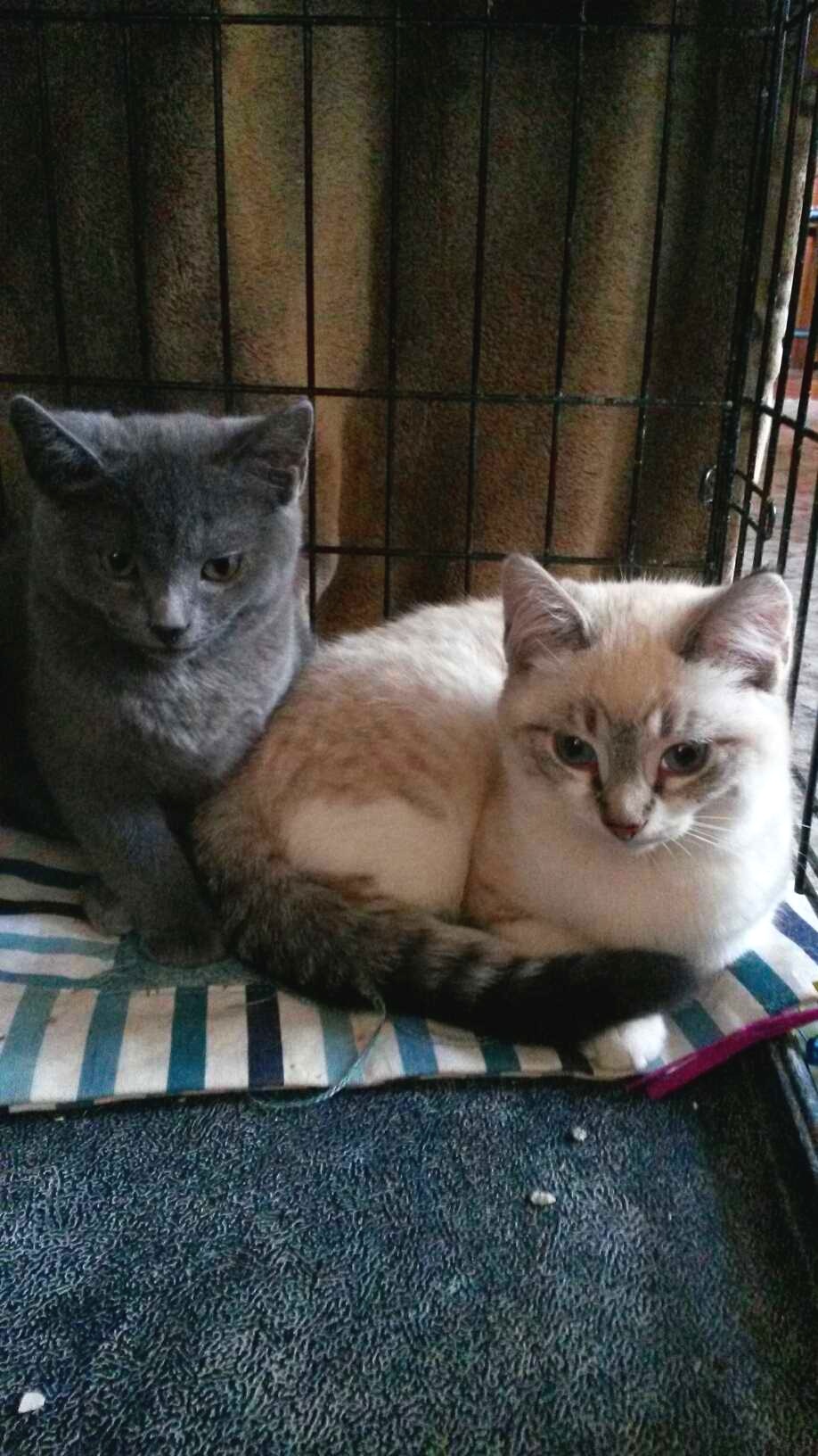 Nickel &amp; Nutmeg Adopted March 2019