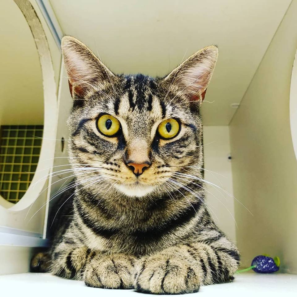 Tiger Adopted May 2019