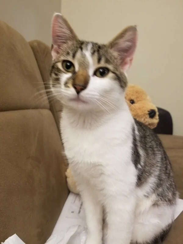 Prince Simba Adopted June 2019