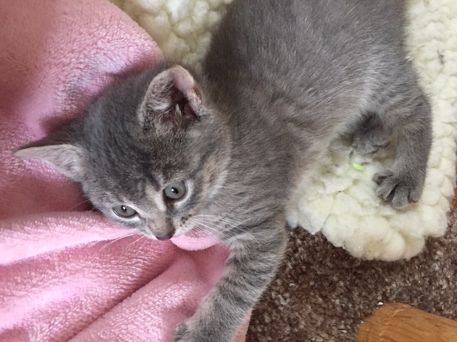 Ophelia Adopted May 2019