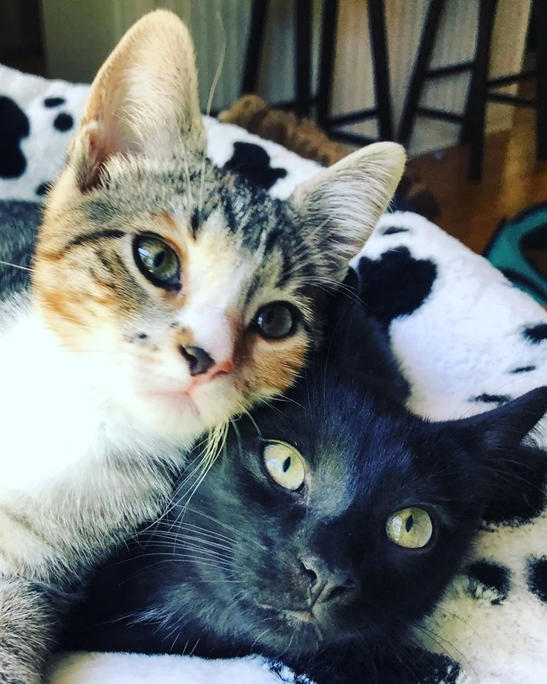 finn and quinn 2019.jpg